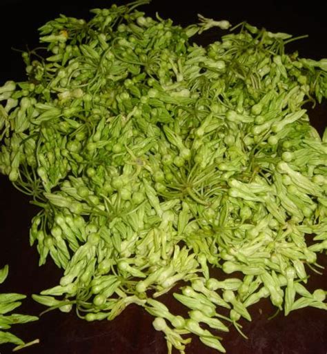 sabsabidukong|Sabidukong/pusapusa/dukep/bagbagkong/ampupuyat,edible .